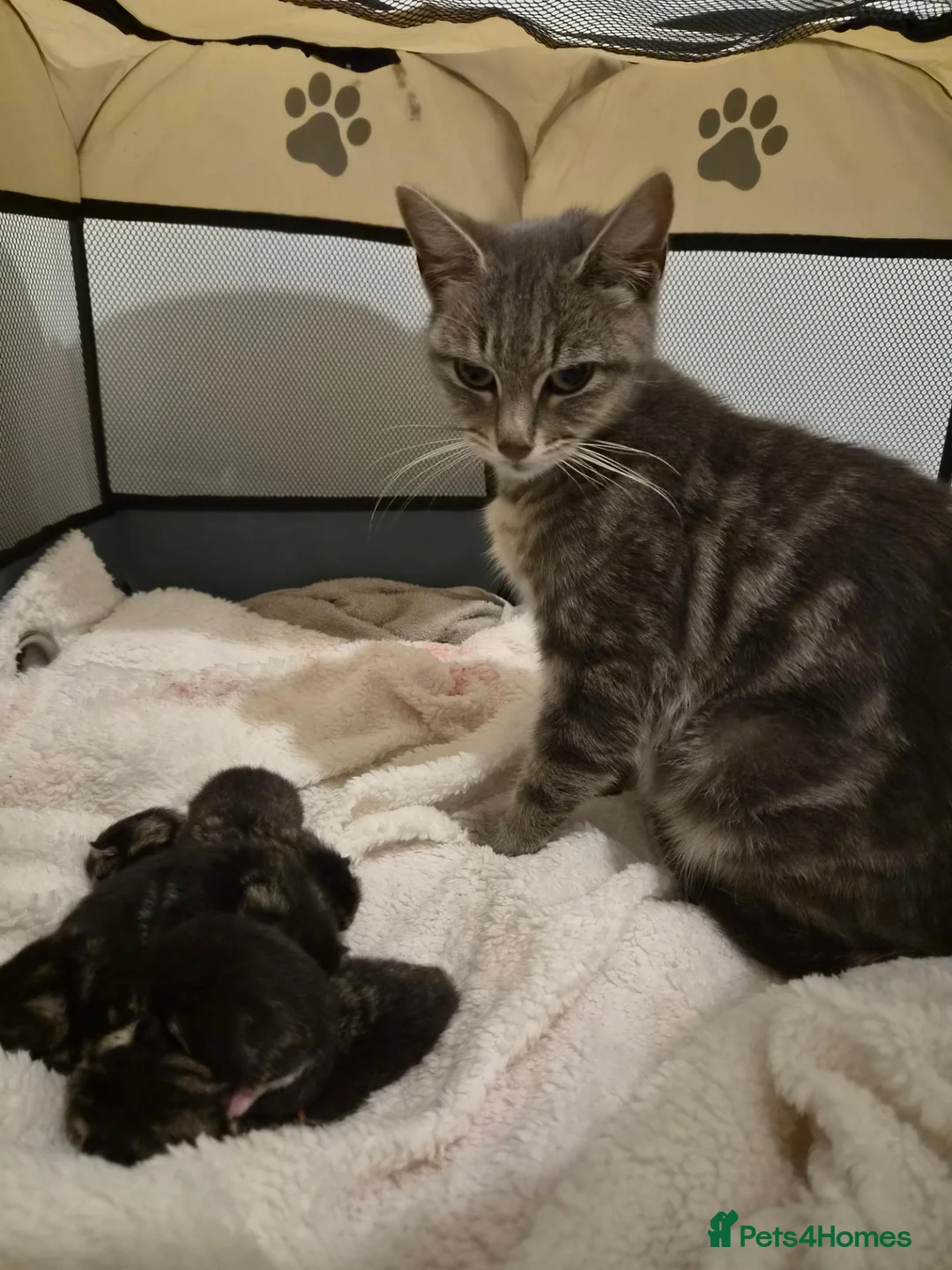 Mixed Breed cats for sale: Stunning tabby kittens  - Advert 1