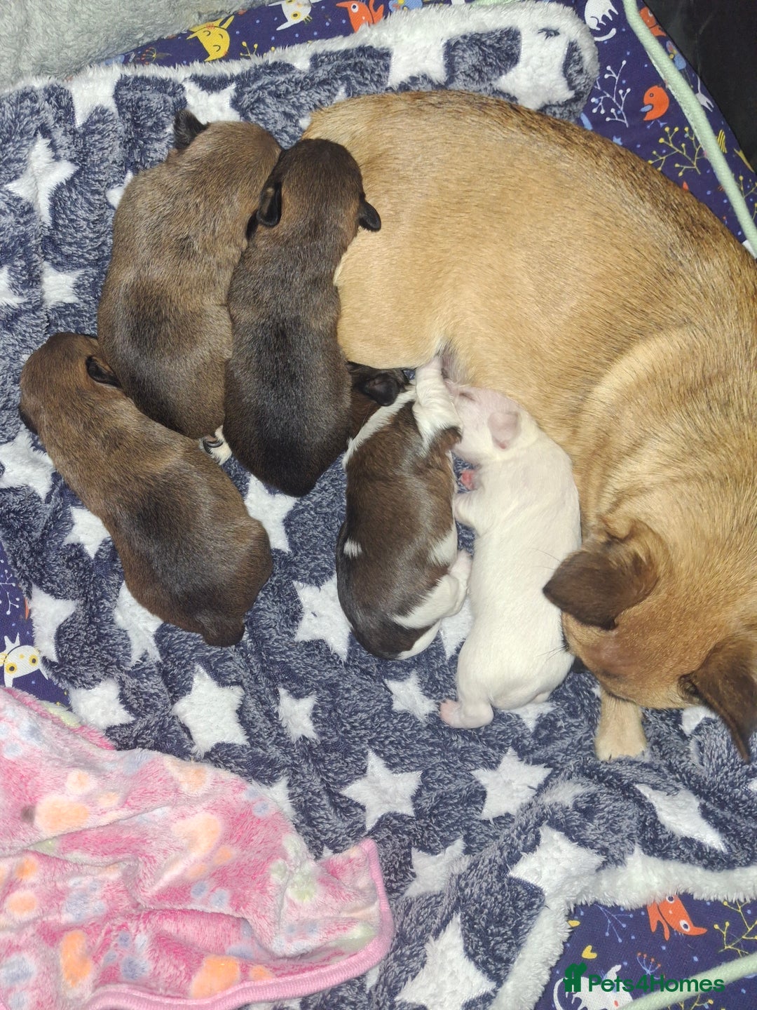 Mixed Breed dogs for sale: Male puppies - Advert 5