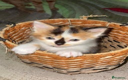 Mixed Breed cats for sale: 4 fluffy kittens for sale - Image 2