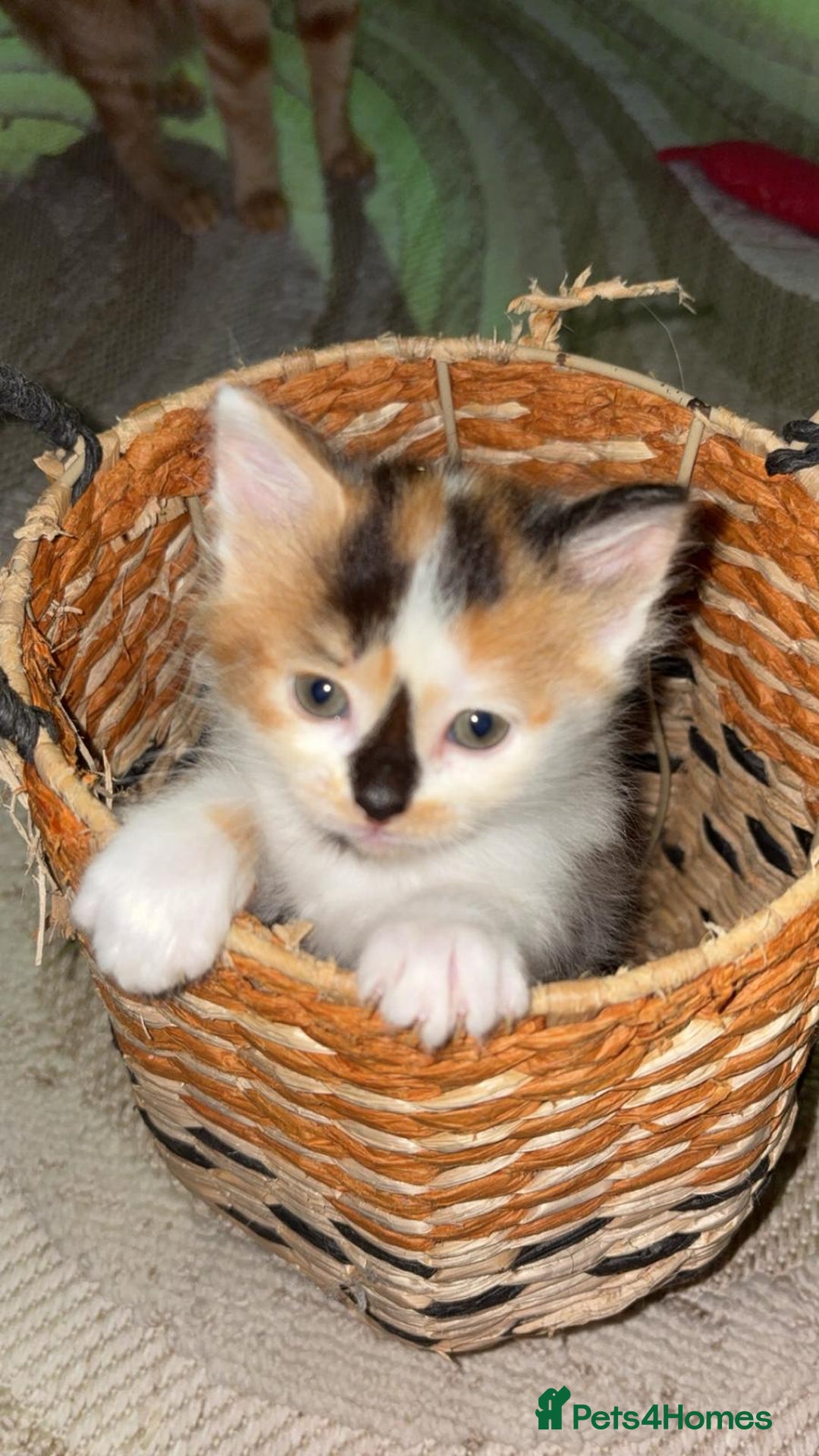 Mixed Breed cats for sale: 4 fluffy kittens for sale - Image 2