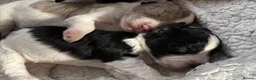 Mixed Breed dogs for sale: Doxiepoos in Thetford - Advert 9