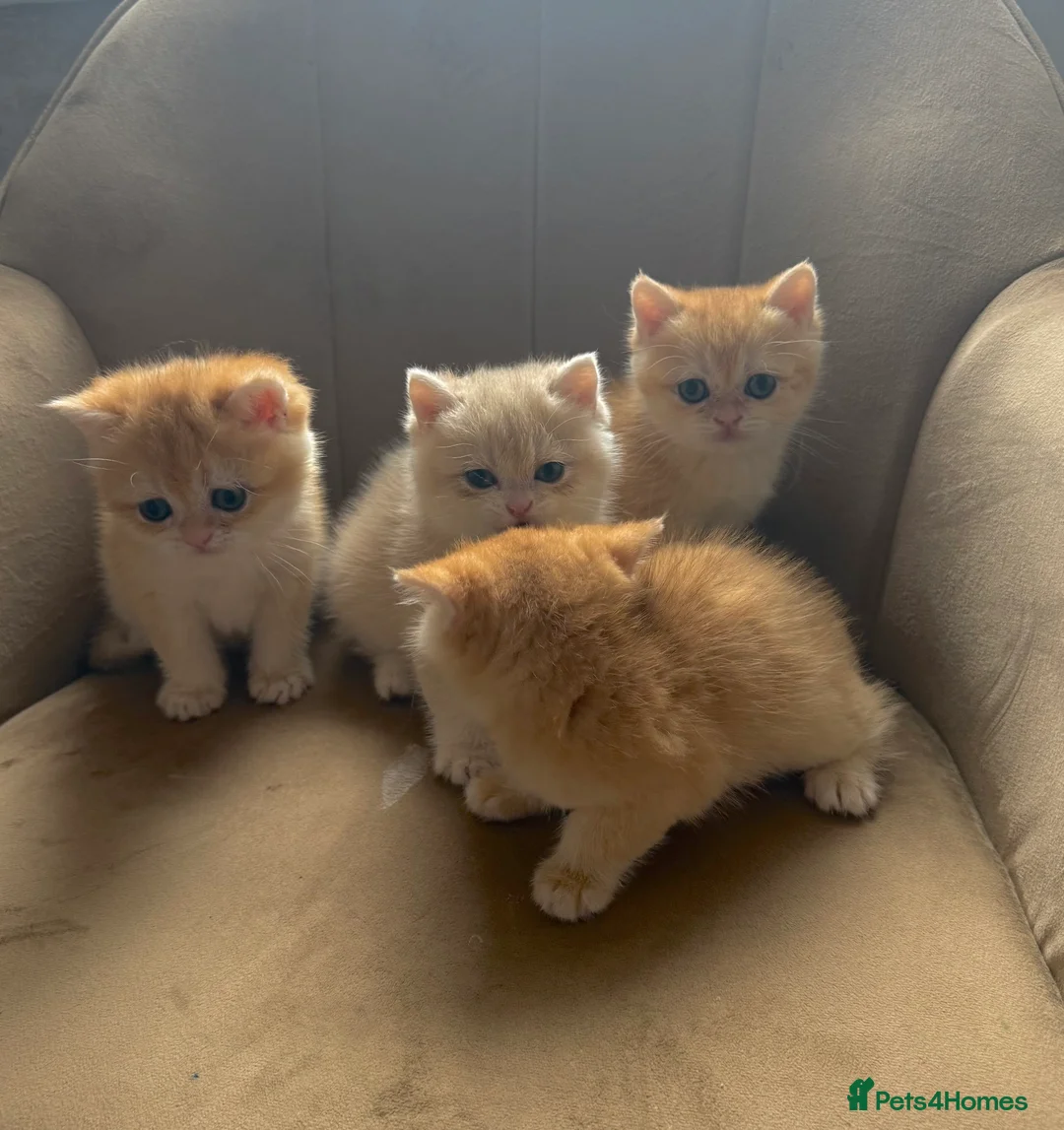 British Shorthair cats for stud: BSH NY12 STUD GCCF and TICA registered  in Ipswich - Advert 7