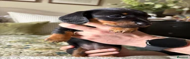 Miniature Dachshund 1