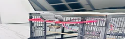 Parrots birds for sale: African Grey 6 Months Old Male Fully Hand Tame  in Bradford - Advert 2