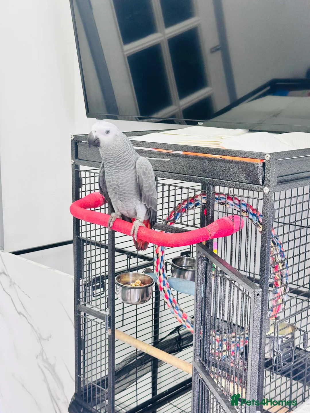 Parrots birds for sale: African Grey 6 Months Old Male Fully Hand Tame  in Bradford - Advert 2