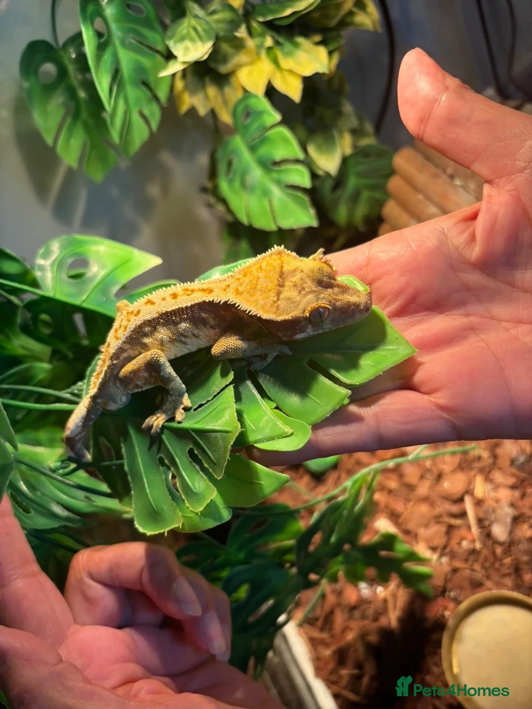 Gecko reptiles for sale: Crested gecko in Shildon - Advert 2