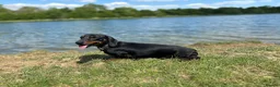 Miniature Dachshund dogs for stud: STUD Mini Dachshund  - Advert 18