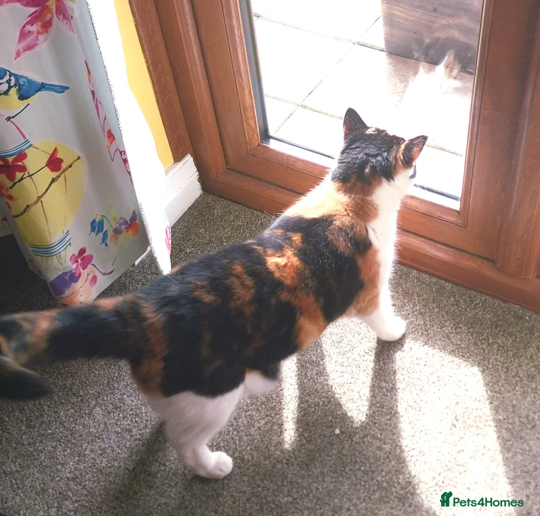 Mixed Breed cats for sale: Affectionate 6 year old cat to be rehomed in Eastbourne - Advert 4