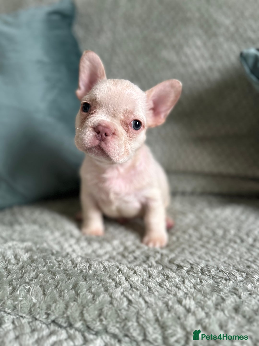 French Bulldog dogs for sale: Beautiful merle and platinum frenchies  - Image 3