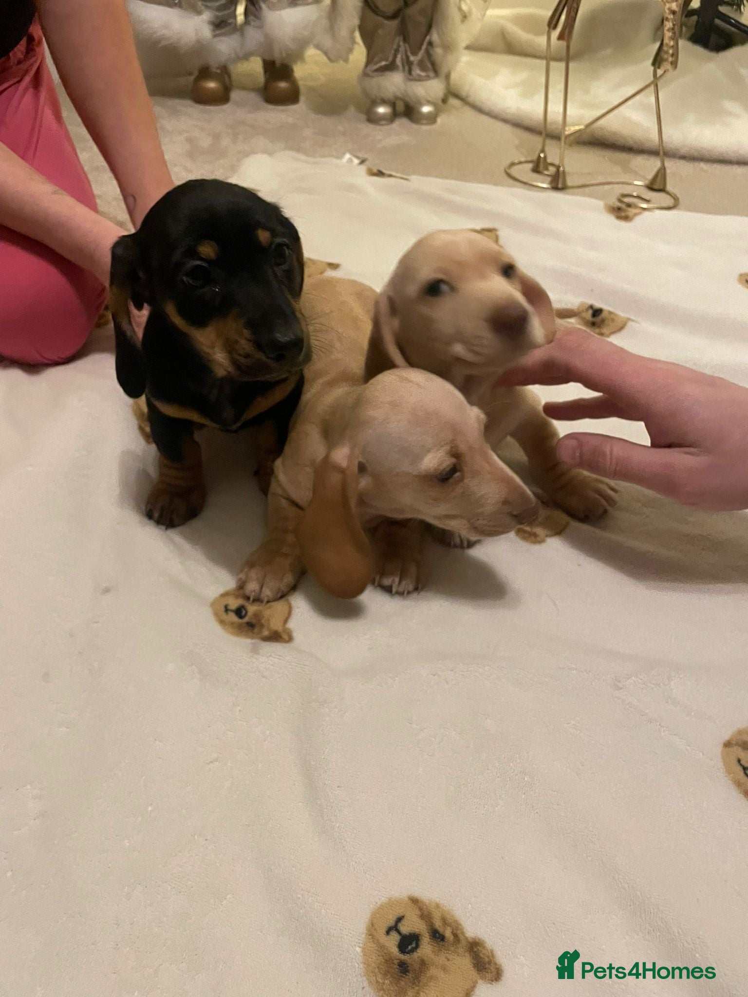 Dachshund dogs Minature x Standard dachshunds Ready to leave. - Advert 6
