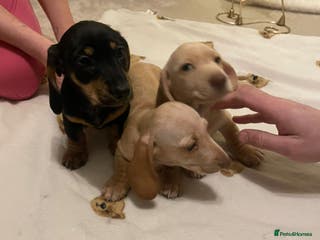Dachshund dogs Minature x Standard dachshunds Ready to leave. - Advert 4