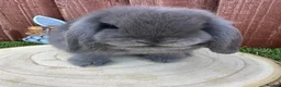 Mini Lop rabbits for sale: Beautiful purebred mini lops ready to reserve 😍 - Advert 17