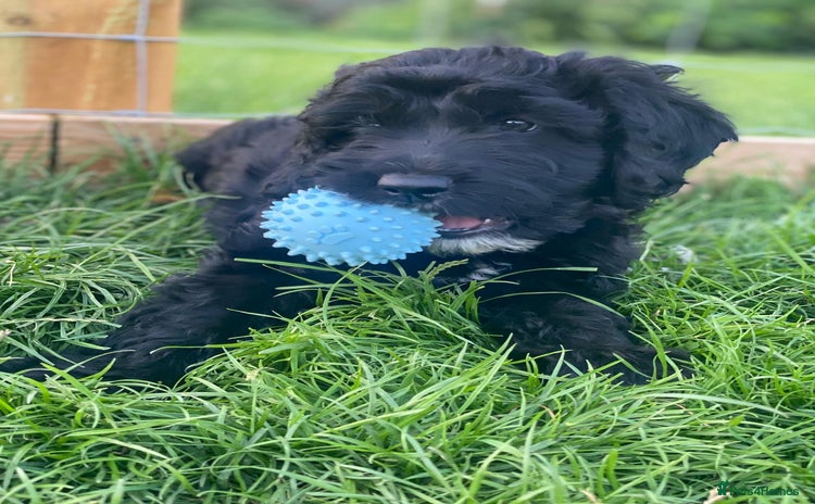 Sproodle dogs - Advert 2