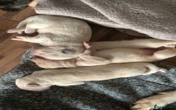 German Shepherd dogs for sale: Stunning litter of German shepherds  - Image 6