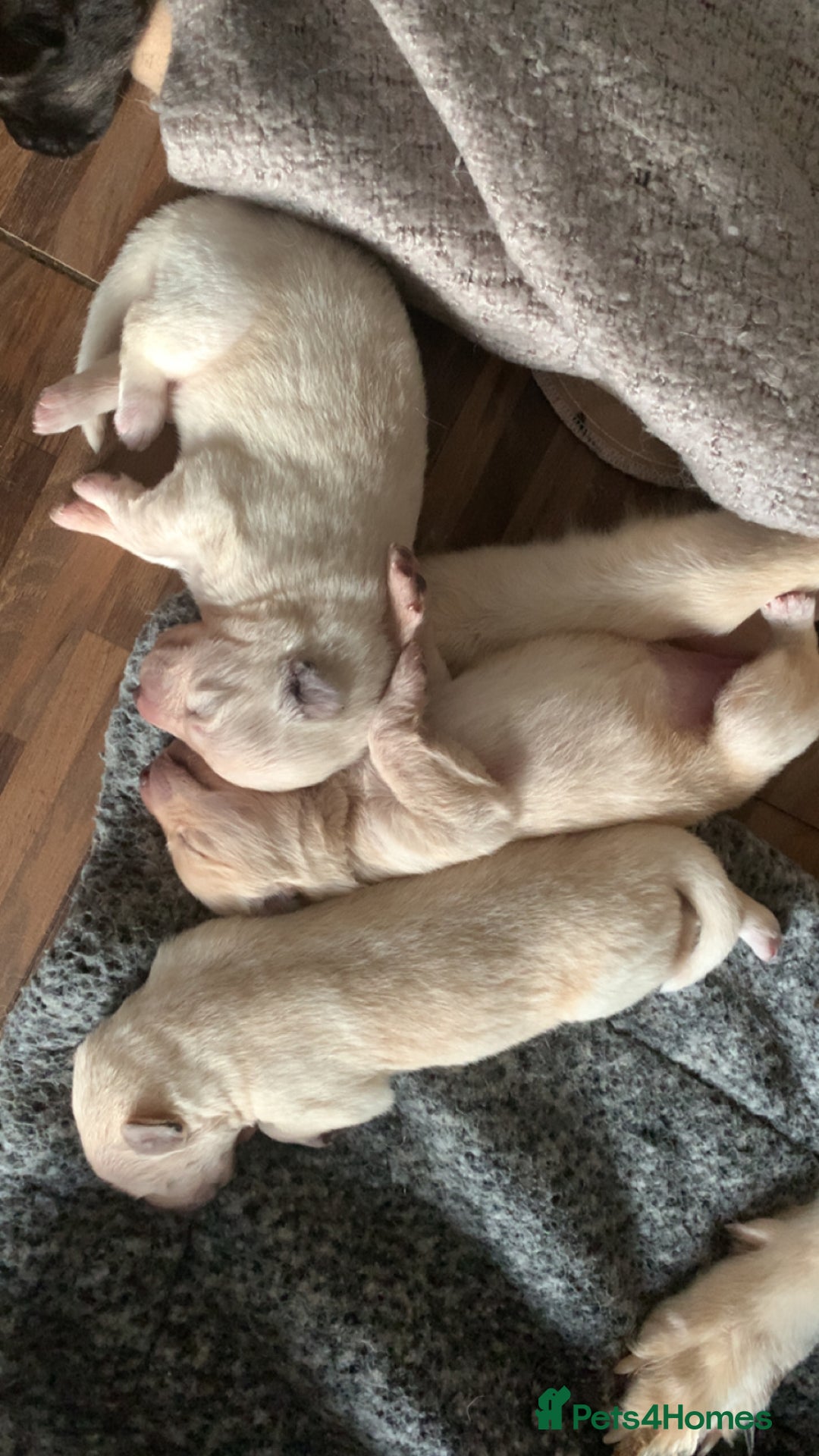 German Shepherd dogs for sale: Stunning litter of German shepherds  - Image 6