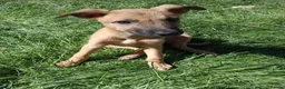 Lurcher dogs for sale: Last Outstanding male Lurcher Puppy - Advert 12