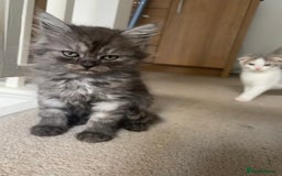 Scottish Fold cats for sale: 5 fluffy Scottish fold kittens  - Image 19