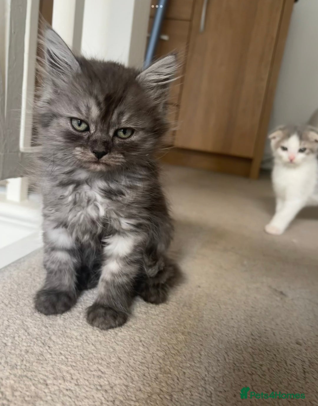 Scottish Fold cats for sale: 5 fluffy Scottish fold kittens  - Image 19