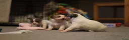Chihuahua dogs for sale: Chihuahua Puppies - Advert 2