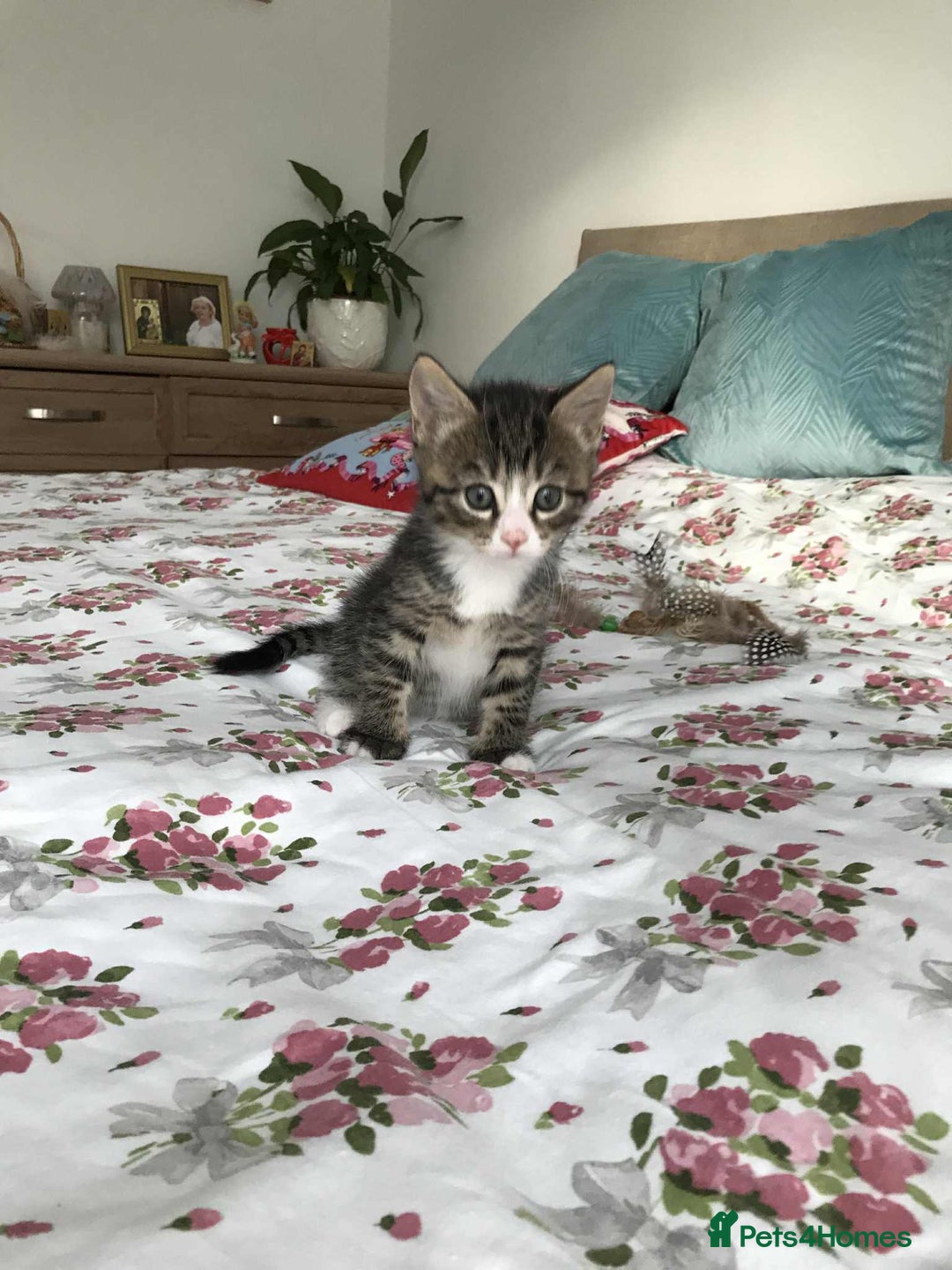 Mixed Breed cats for sale: Cute Kittens for sale - Advert 3