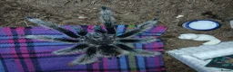 Tarantulas invertebrates for sale: FULL SETUP INC Female Golden knee tarantula - Advert 9