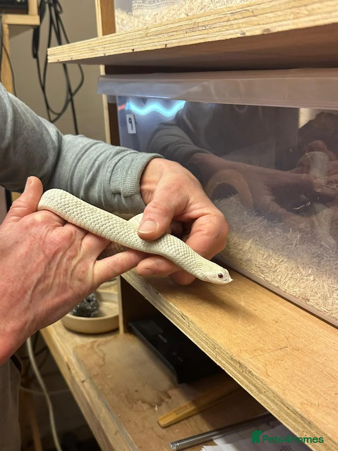 Snake reptiles for sale: Ten x Hog Nose Snakes Various Colour Morphs  in Swaffham - Advert 2