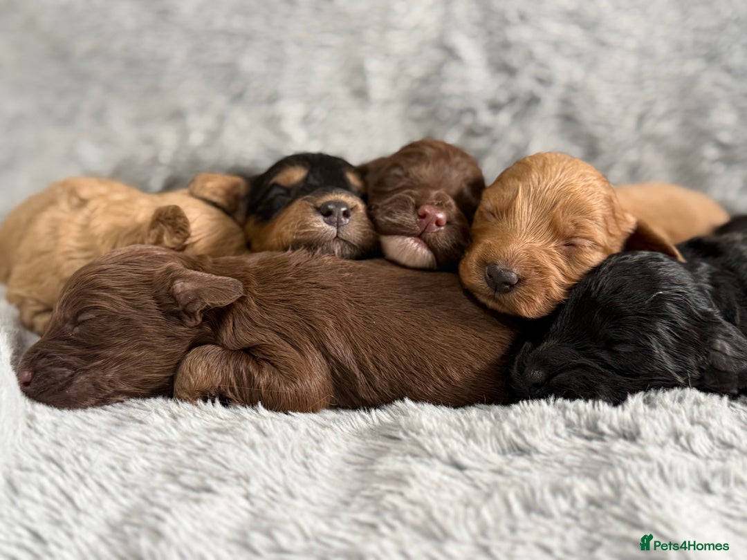 Cockapoo dogs for sale: Adorable Toy Cockapoos-Health Tested - Image 4