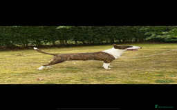 English Bull Terrier dogs for sale: English Bull Terrier - Image 9