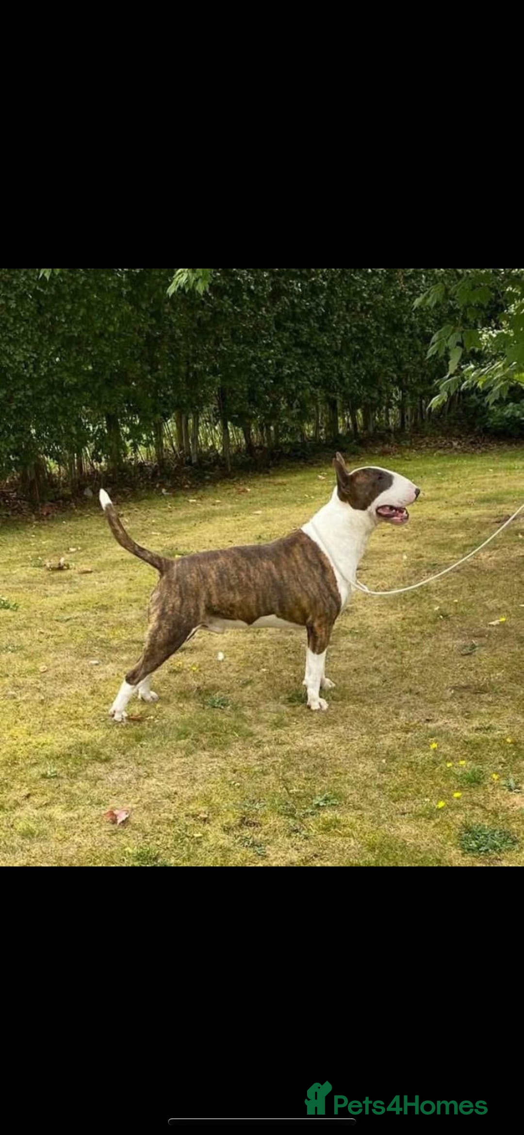 English Bull Terrier dogs for sale: English Bull Terrier - Image 9