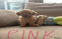 Cockapoo dogs for sale: Teddy bear cute Tiny Cockapoos  - Advert 12