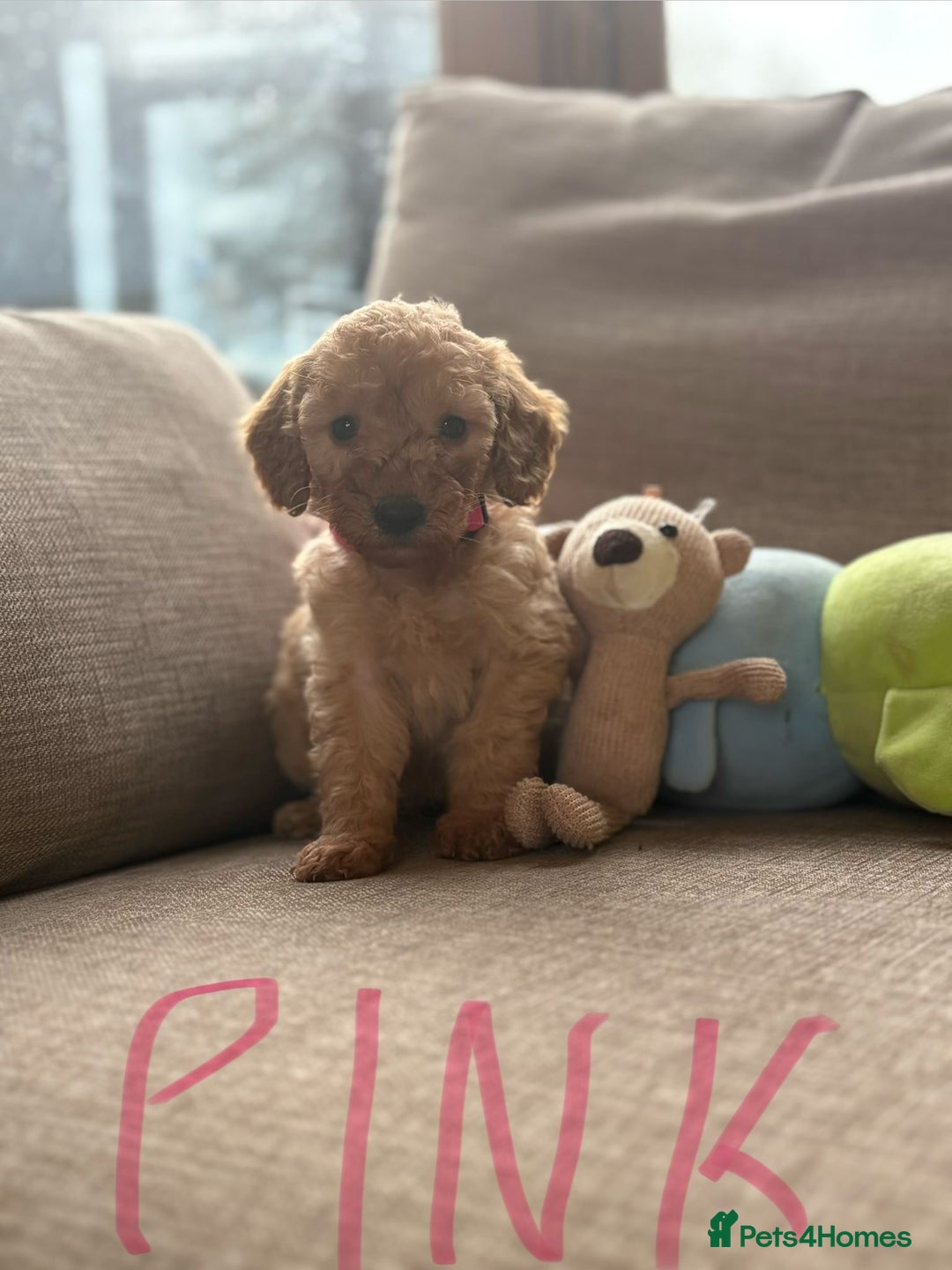 Cockapoo dogs for sale: Teddy bear cute Tiny Cockapoos  - Advert 12