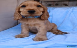 Cocker Spaniel dogs for sale: Stunning SHOW cockers READY TO LEAVE  - Image 4