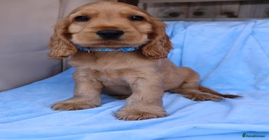 Cocker Spaniel dogs - Advert 5