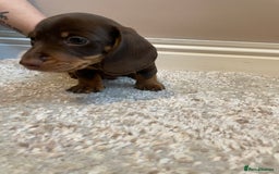 Miniature Dachshund dogs for sale: KC Registered Miniature Dachshund - 2 Boys Left! - Image 12
