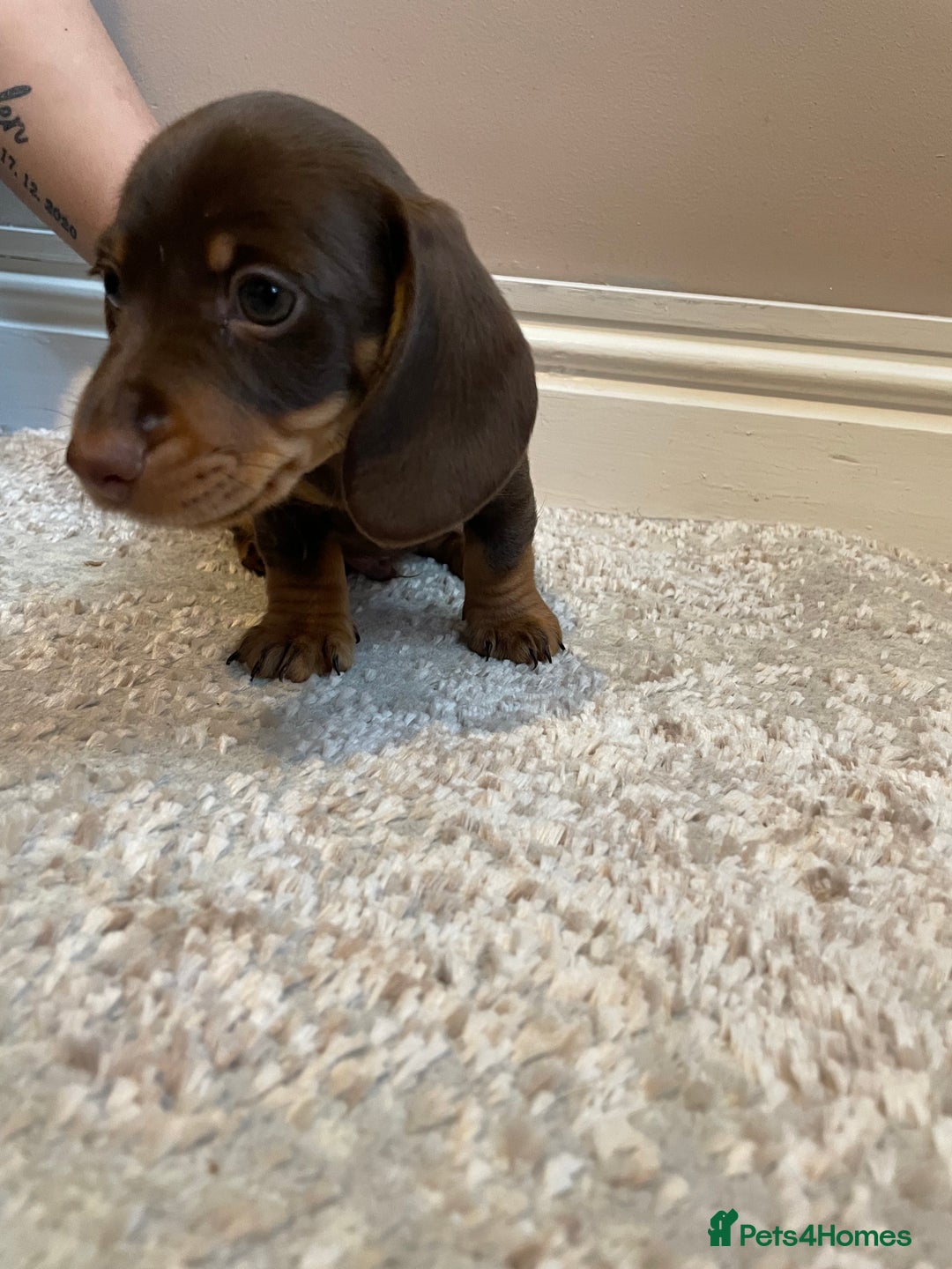 Miniature Dachshund dogs for sale: KC Registered Miniature Dachshund - 2 Boys Left! - Image 12