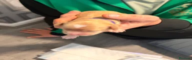 Cockapoo 6