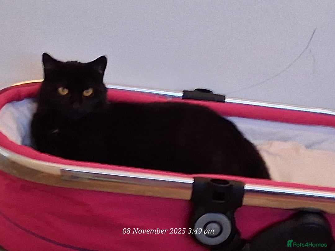 Domestic Shorthair cats for sale: 4 BLACK CATS FOR REHOME. - Advert 13