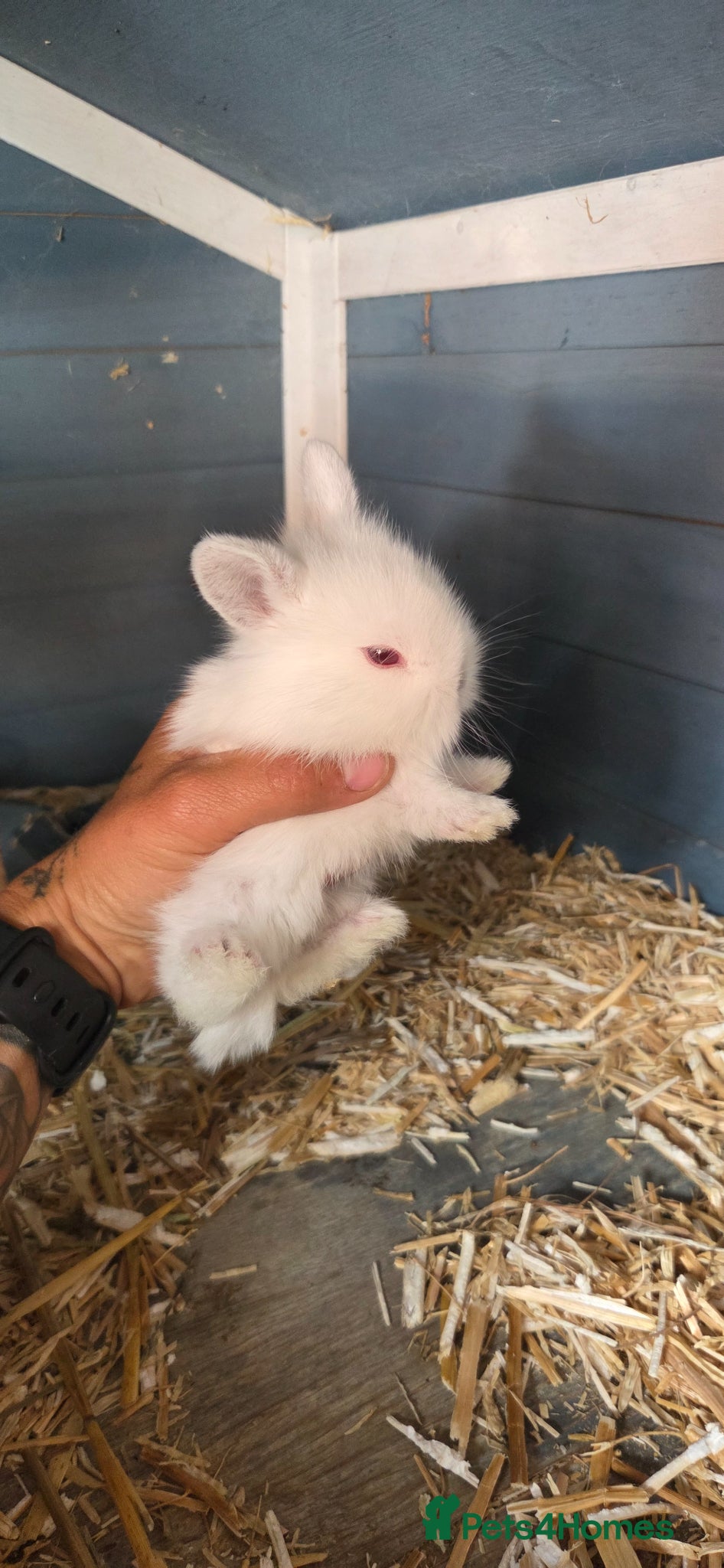 Mini Lion Lop rabbits for sale: Lionlops - Advert 3