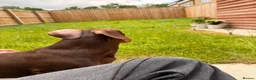 Dachshund dogs for sale: Cookie Dachshund - Advert 8