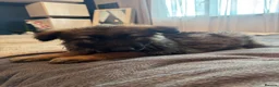 German Shepherd dogs for sale: Female long hair Germany shepherd pup - Advert 7