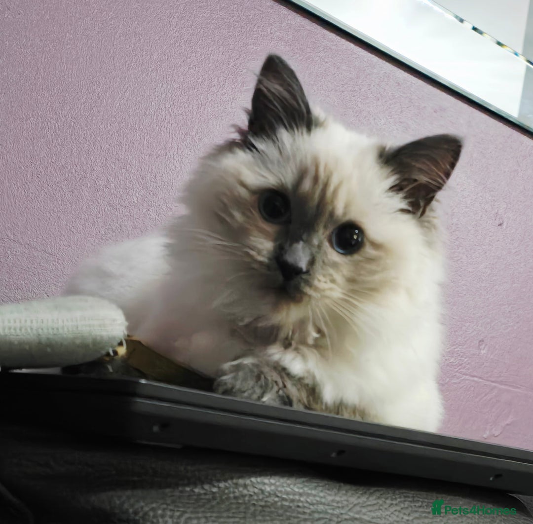 Ragdoll cats for sale: 1 boy/ 1 girl Ready to go - Image 7