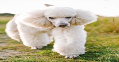 Standard Poodle dogs - Advert 1