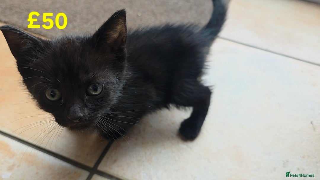 Mixed Breed cats for sale: 5 Adorable Kittens Ready for New Homes 🐾 - Image 10