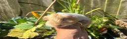 Guinea Pig rodents for sale: Gold & white Coronet Boar  - Advert 2