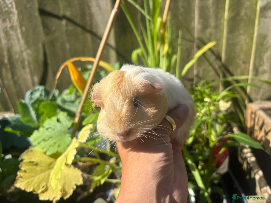 Guinea Pig rodents for sale: Gold & white Coronet Boar  - Advert 2