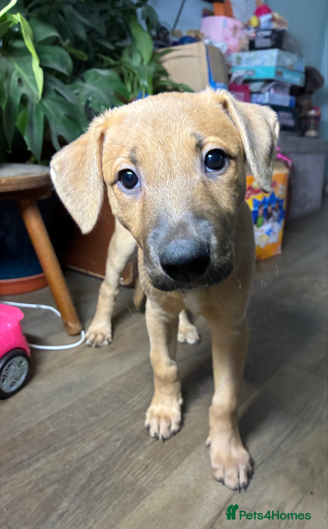 Mixed Breed dogs for sale: 8 week old female lurcher  - Advert 2