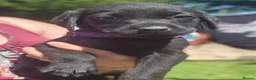 Labrador Retriever dogs for sale: Gorgeous Black Labrador Puppies - Advert 9