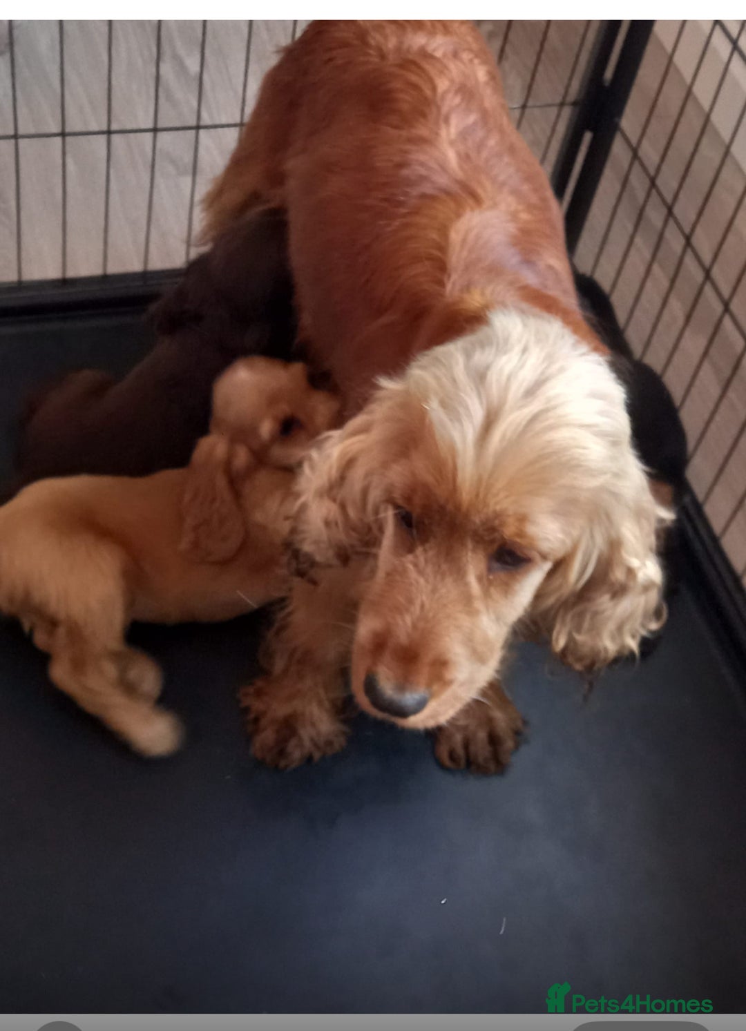 Cocker Spaniel dogs for sale: Cocker spaniel puppies  - Image 11
