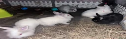 Lionhead rabbits for sale: Baby double mane Lionhead bunnies 🥰 - Advert 2