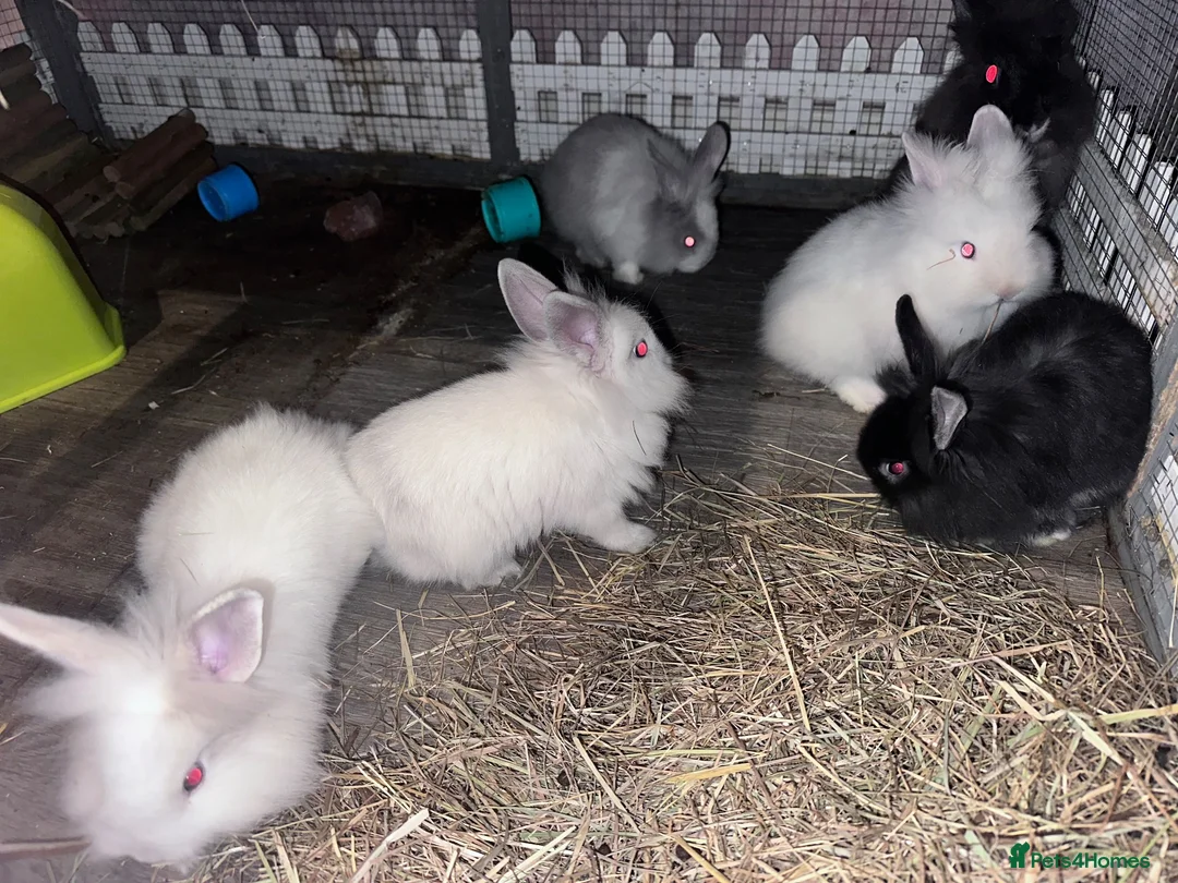 Lionhead rabbits for sale: Baby double mane Lionhead bunnies 🥰 - Advert 2